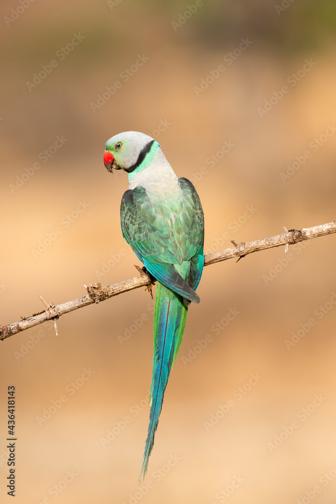 A male malabar parakeet feeding on rice grains in the paddy fields on the outskirts of Shivamooga, Karnataka A male malabar parakeet feeding on rice grains in the paddy fields on the outskirts of Shivamooga, Karnataka