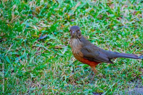 Zorzal criollo en el césped. Canelones, Uruguay photo