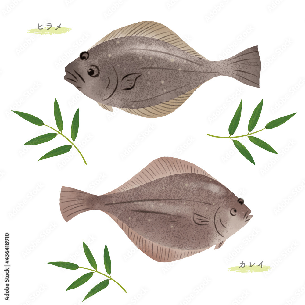 ヒラメとカレイの手描きイラスト 水彩タッチ Stock イラスト Adobe Stock