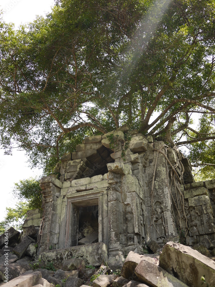 Fototapeta premium 光差すベンメリア遺跡の一角