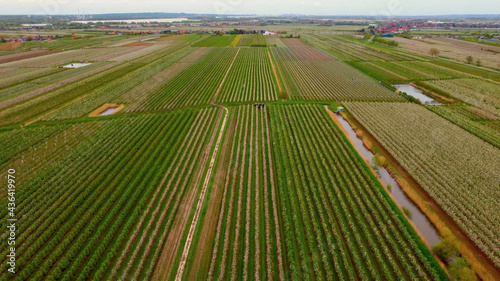 Famous Altes Land district at the city of Hamburg with its huge apple tree fields - aerial photography
