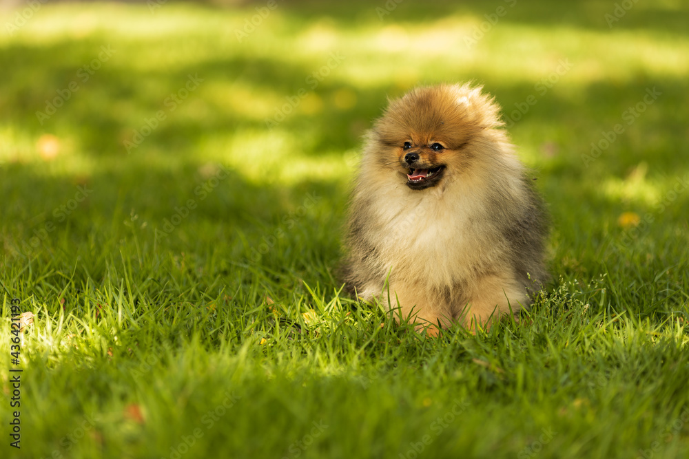 Portrait of cute pomeranian dog at the park