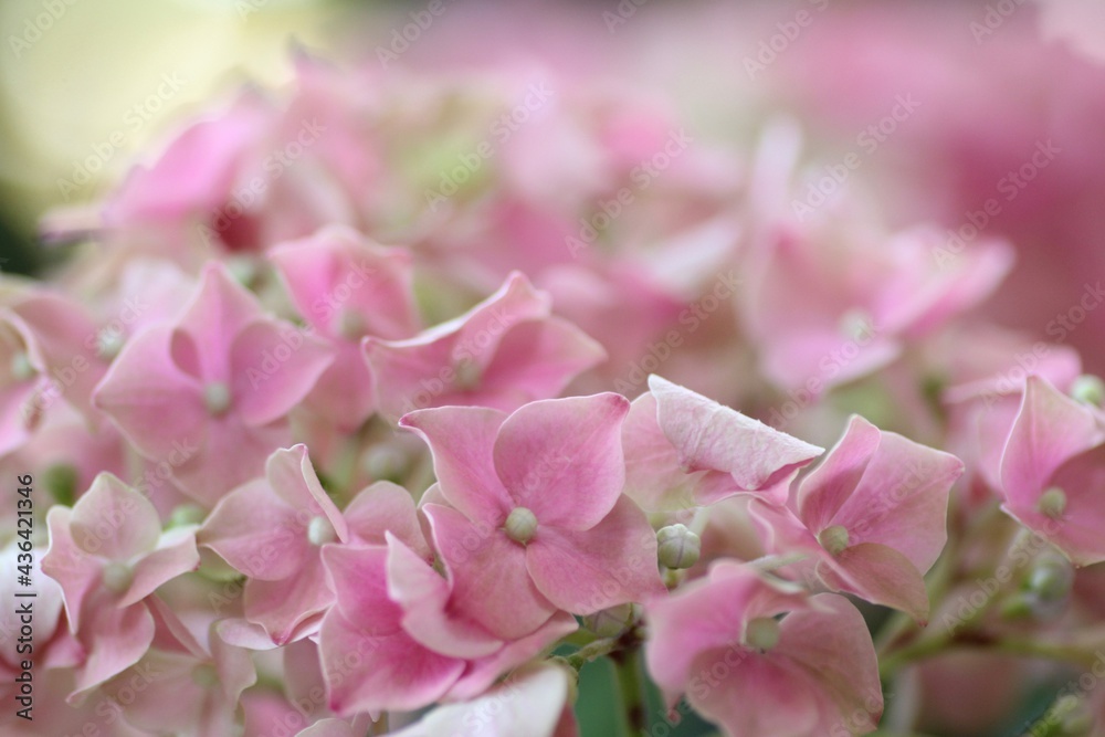 紫陽花 紫陽花
