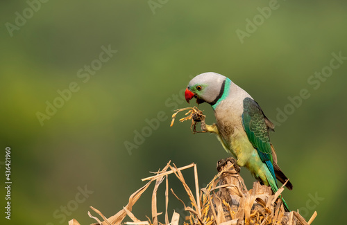 A male malabar parakeet feeding on rice grains in the paddy fields on the outskirts of Shivamooga, Karnataka