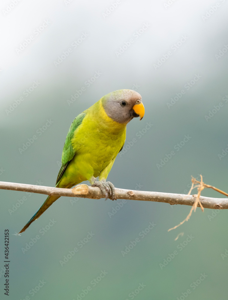 Fototapeta premium A female plum-headed parakeet perched on a tree branch and feeding on paddy seeds in the paddy fields on the outskirts of Shivamooga, Karnataka