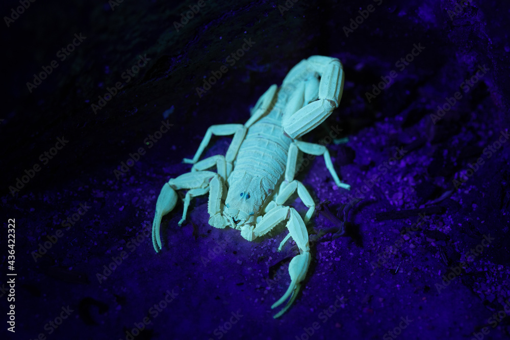 Bark Scorpion Fluorescing Under UV Light on Tropical Island Bark Scorpion Fluorescing Under UV Light on Tropical Island