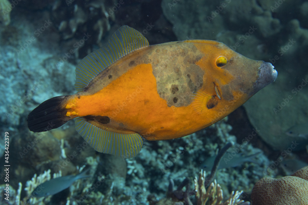 Whitespotted Filefish on Caribbean Coral Reef Whitespotted Filefish on Caribbean Coral Reef
