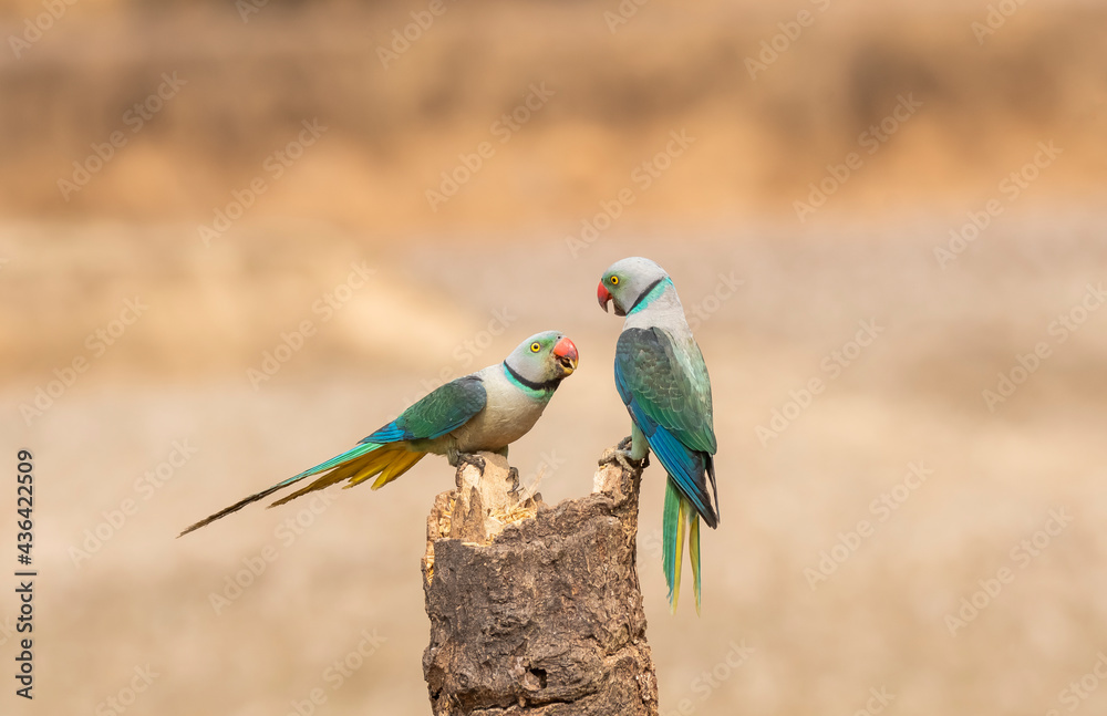 A pair of malabar parakeets fighting on a perch for a position to feed on rice paddy in the outskirts of Shivmoga, Karnataka A pair of malabar parakeets fighting on a perch for a position to feed on rice paddy in the outskirts of Shivmoga, Karnataka