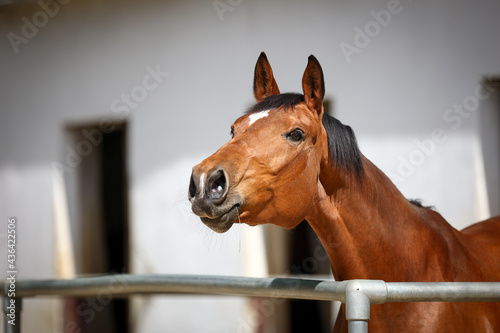 Horse in head portraits while neighing with pricked ears.. © RD-Fotografie