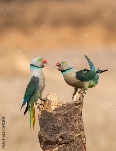 A pair of malabar parakeets fighting on a perch for a position to feed on rice paddy in the outskirts of Shivmoga, Karnataka