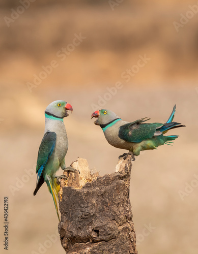 A pair of malabar parakeets fighting on a perch for a position to feed on rice paddy in the outskirts of Shivmoga, Karnataka