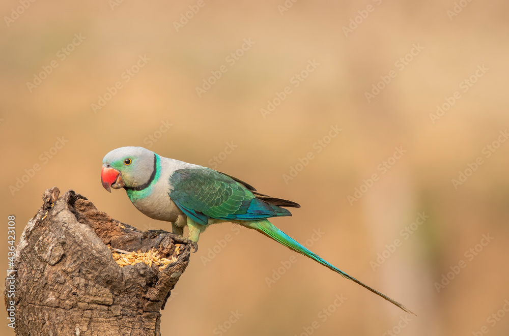A male malabar parakeet feeding on rice grains in the paddy fields on
