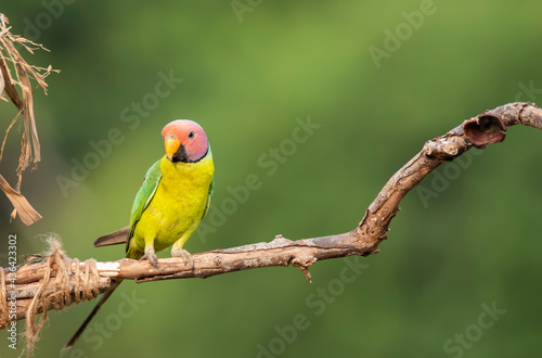 Canvas Print A male plum-headed parakeet feeding on a the rice grains in the paddy fields on
