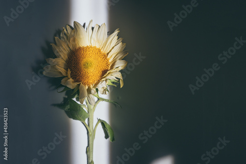 Close-up of a yellow sunflower seen through the light between the shadows