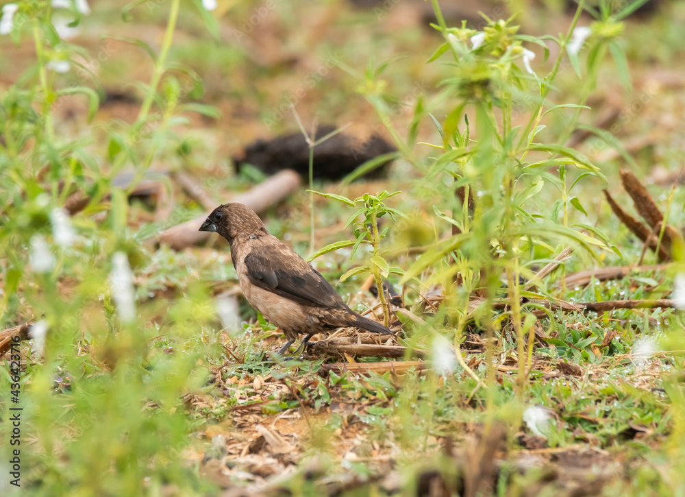 A black throated munia feeding on paddy grains on the ground near a paddy field on the outskirts of Shivamooga, Karnataka A black throated munia feeding on paddy grains on the ground near a paddy field on the outskirts of Shivamooga, Karnataka