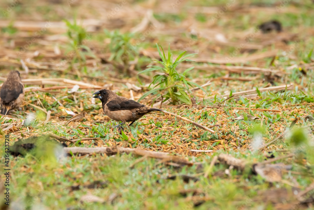 A black throated munia feeding on paddy grains on the ground near a paddy field on the outskirts of Shivamooga, Karnataka A black throated munia feeding on paddy grains on the ground near a paddy field on the outskirts of Shivamooga, Karnataka