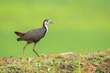 A white breasted waterhen feeding on rice paddy on the edges of a paddy field on the outskirts of Shivamooga, Karnataka
