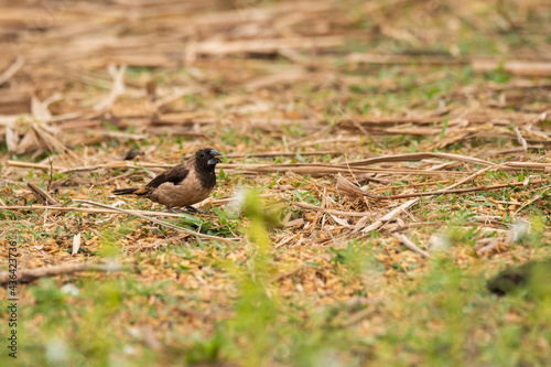 A black throated munia feeding on paddy grains on the ground near a paddy field on the outskirts of Shivamooga, Karnataka