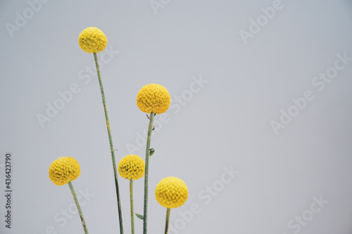 Five Round, yellow and cute billy button flowers