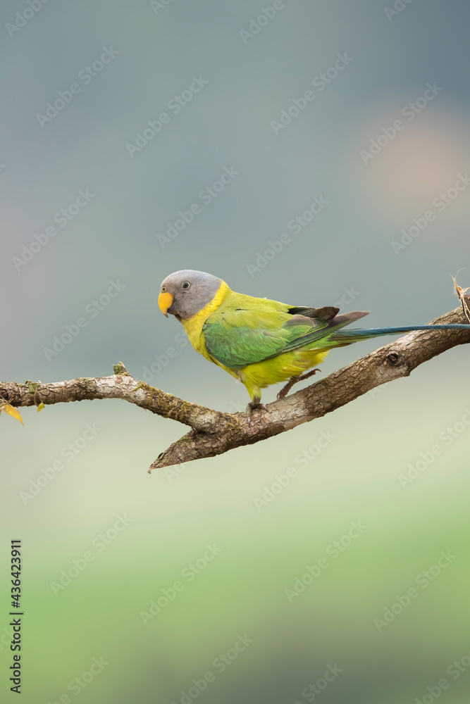 A female plum-headed parakeet perched on a tree branch and feeding on paddy seeds in the paddy fields on the outskirts of Shivamooga, Karnataka A female plum-headed parakeet perched on a tree branch and feeding on paddy seeds in the paddy fields on the outskirts of Shivamooga, Karnataka
