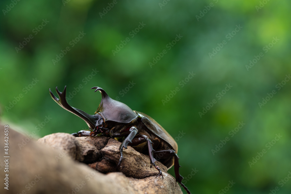 Pictures of male beetles clinging to trees in the forest. Pictures of male beetles clinging to trees in the forest.