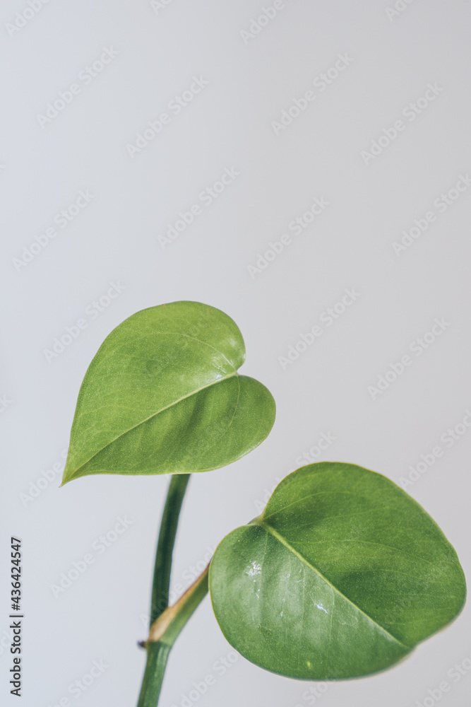 Fototapeta premium Heart-shaped green leaves, natural beauty wallpapers