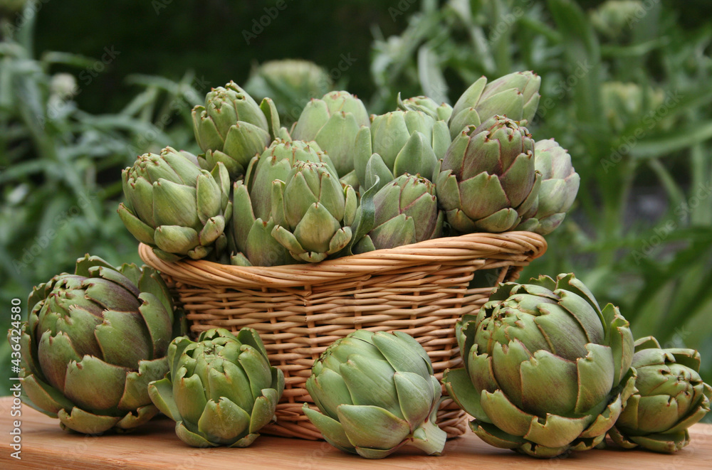 Fresh Artichoked in Basket With Artichoke Plants in Background Fresh Artichoked in Basket With Artichoke Plants in Background