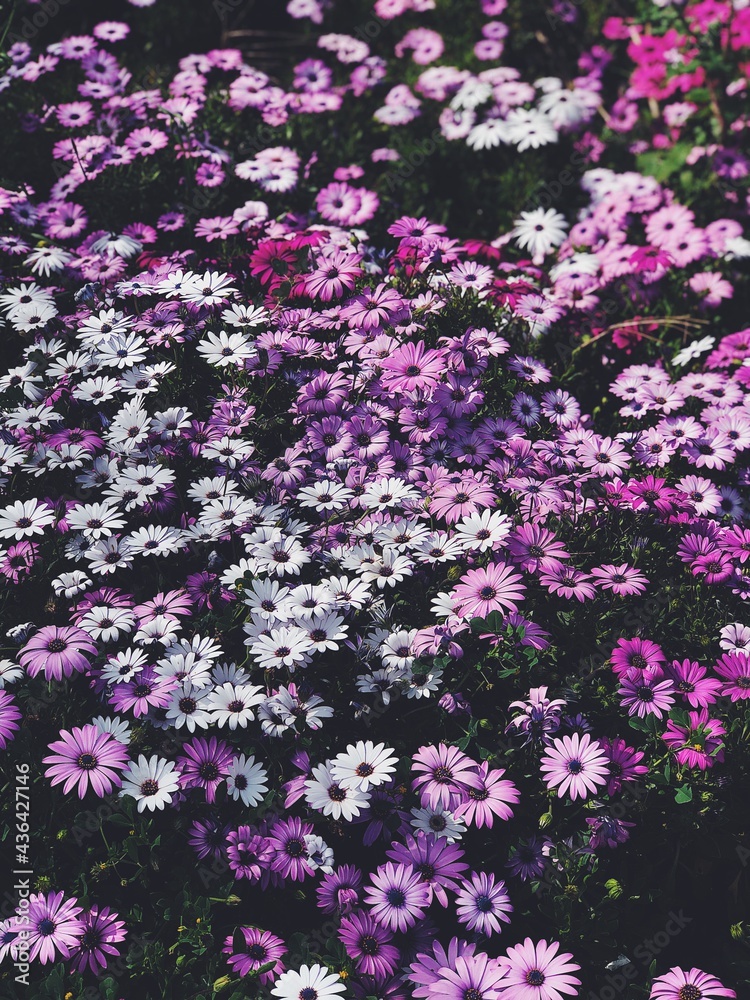 Obraz premium Pink and white Daises 