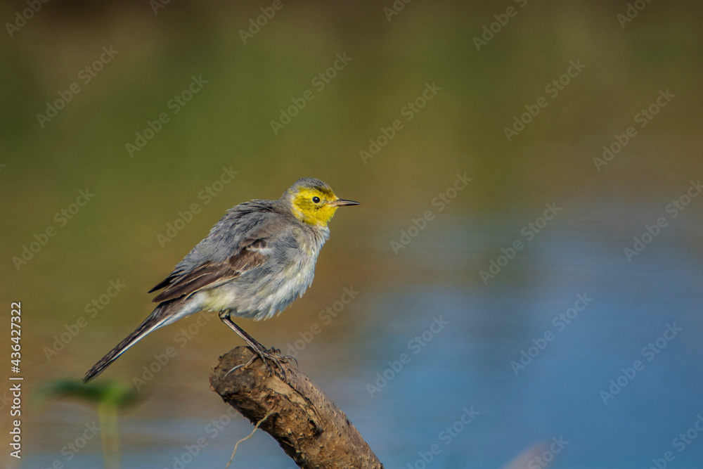 Citrine Wagtail (Motacilla citreola) sits on a stick. seen in a India. Citrine Wagtail (Motacilla citreola) sits on a stick. seen in a India.