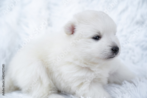 cute white Japanese spitz puppy. thoroughbred dog on a fluffy white coverlet. 