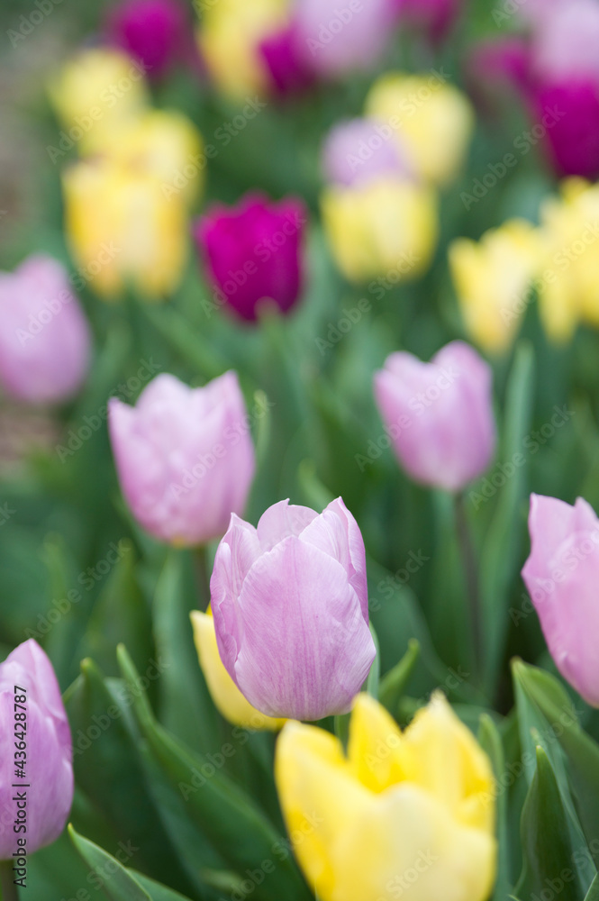Red, yellow and pink tulip flowers are in bloom. 