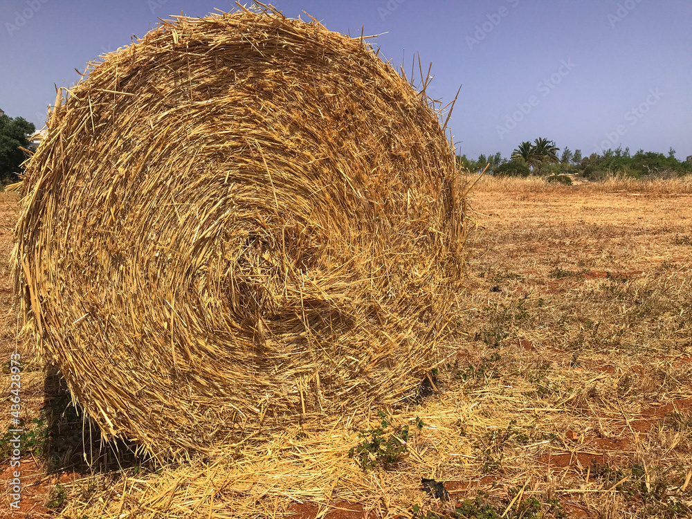 hay bales in a mown field. Protaras. Ayia Napa. Cyprus. hay bales in a mown field. Protaras. Ayia Napa. Cyprus.