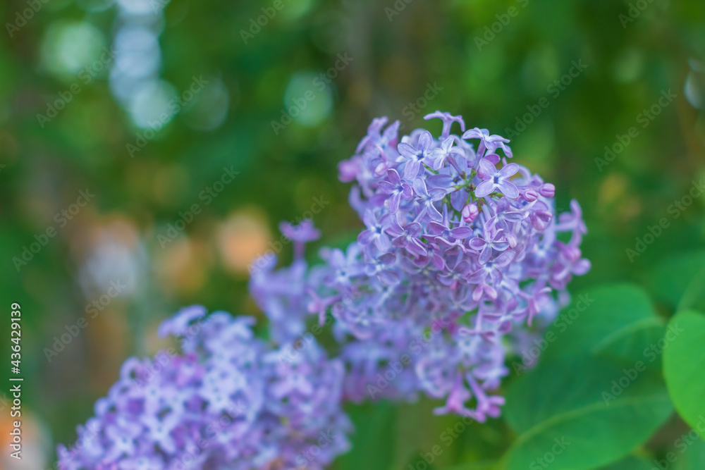 Close-up of common lilac growing in the village near the house in May Close-up of common lilac growing in the village near the house in May