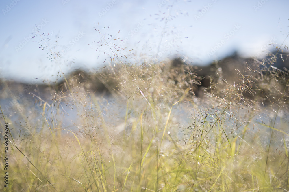Fototapeta premium Grass in the sun