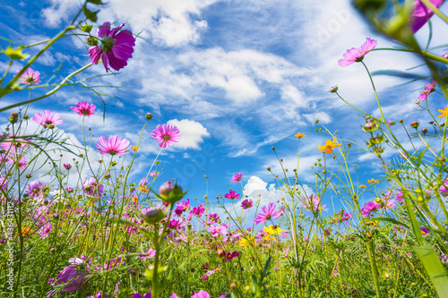 Colorful cosmos blooming in the beautiful garden flowers on hill landscape mountain and summer.