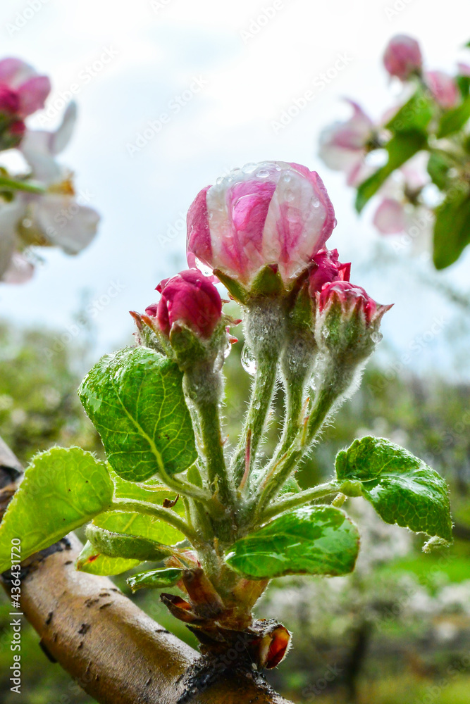 Blooming apple orchards Blooming apple orchards