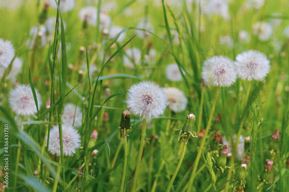 A field of fluffy white dandelions on a sunny summer day, the flowers scatter their seeds in the wind A field of fluffy white dandelions on a sunny summer day, the flowers scatter their seeds in the wind