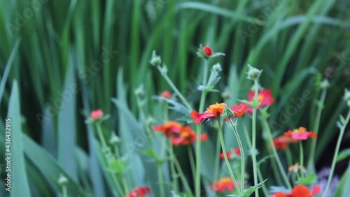 Two bees crawling on a red flower in search of nectar photo