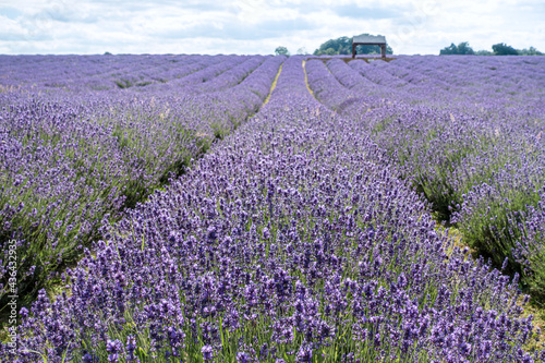 An orderly purple lavender field is in full bloom on a cloudy summer in the England suburbs