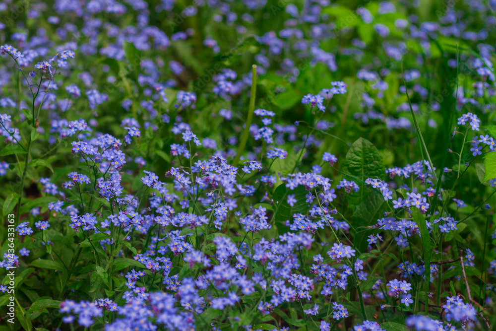 Fototapeta premium A clearing with blue small flowers forget-me-nots
