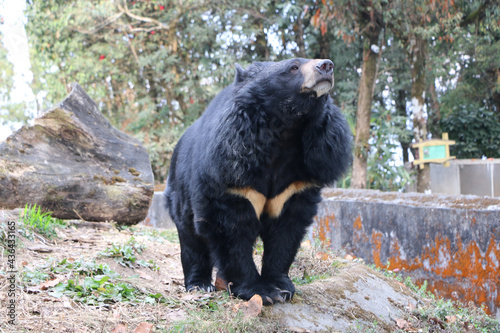 Posing Bear in Fashion