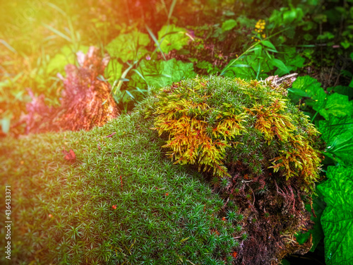 In natural conditions, moss on a rotten stump.