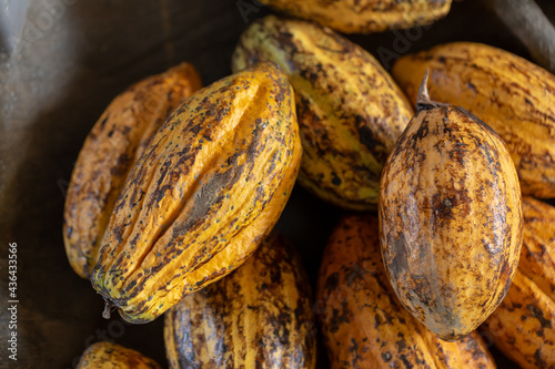 Cacao fruit, raw cacao beans and Cocoa pod background