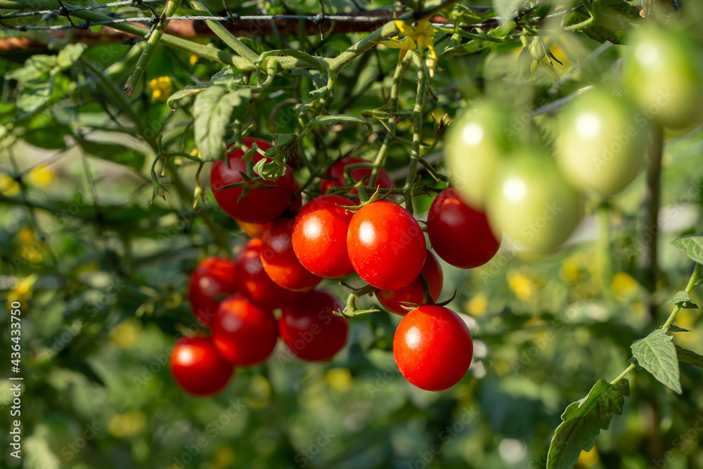 Ripe red tomatoes are hanging on the tomato tree in the garden Ripe red tomatoes are hanging on the tomato tree in the garden