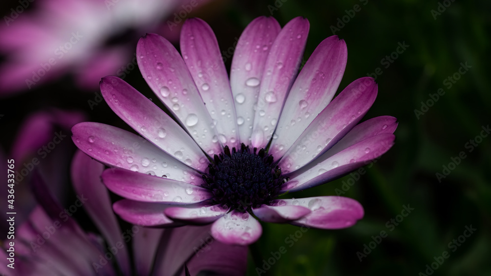blume, pink, natur, lila, daisy, garden, pflanze, green, schönheit, blume, blume, pink, natur, lila, daisy, garden, pflanze, green, schönheit, blume,
