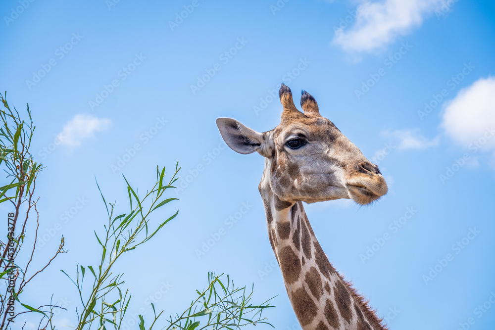 Naklejka premium close up of a giraffes head