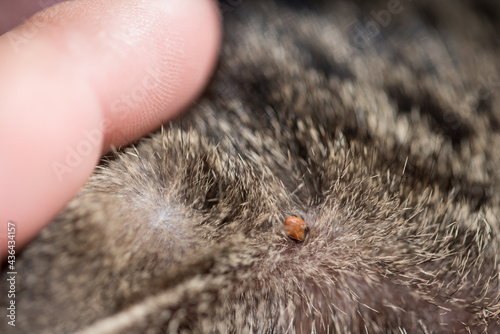A tick on the skin in a cat's hair. Tick-borne diseases in animals. A parasite that is dangerous to humans and animals.