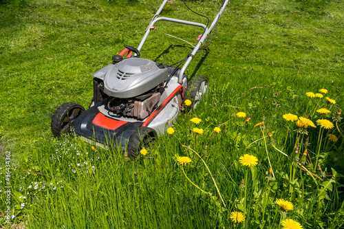 Hand lawnmower during the first mowing of a lawn with spring flowers