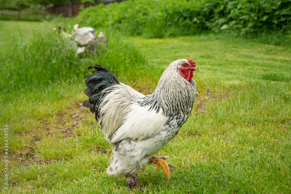 Fototapeta premium Brahma rooster on the farm, white rooster on green grass, poultry breeding on the farm, poultry breeding