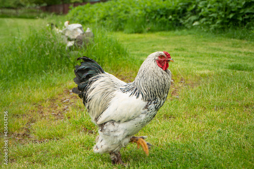 Brahma rooster on the farm  white rooster on green grass  poultry breeding on the farm  poultry breeding